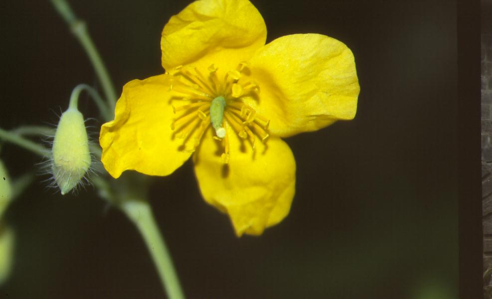 Chelidonium majus / Celidonia